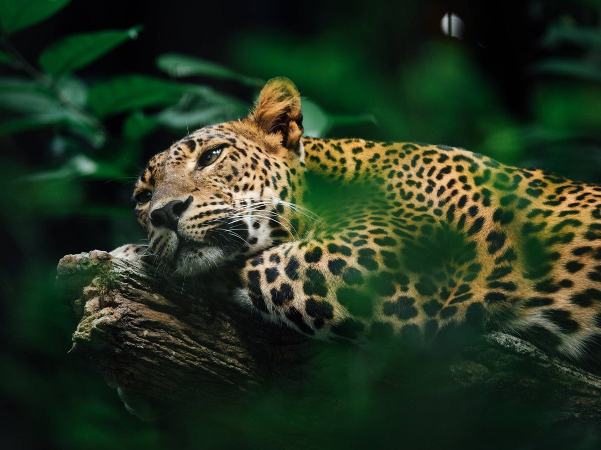 Foto: Un jaguar sobre una rama. (Unsplash)