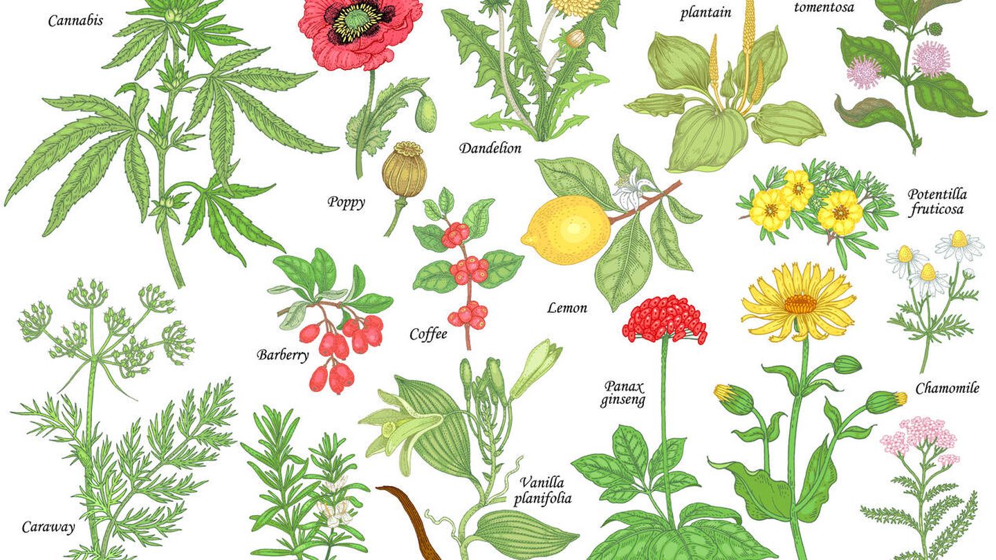 Herbario con plantas con propiedades médicas. Fuente: iStock