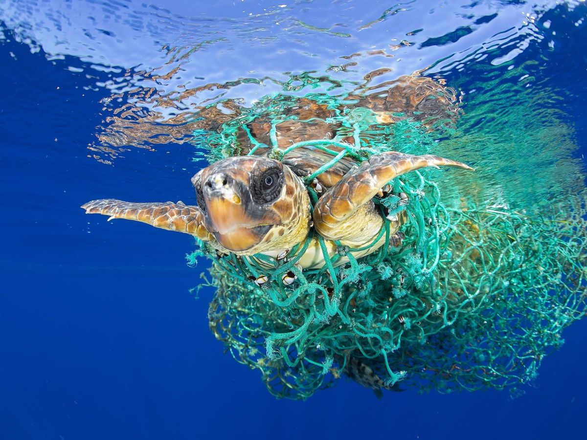 Foto: Tortuga marina atrapada en restos de redes de pesca en aguas de Canarias (EFE)