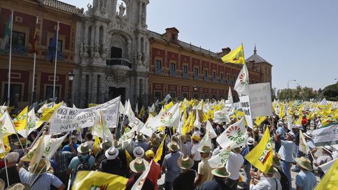 Los agricultores se manifiestan en Sevilla, divididos, contra el bajo precio del aceite