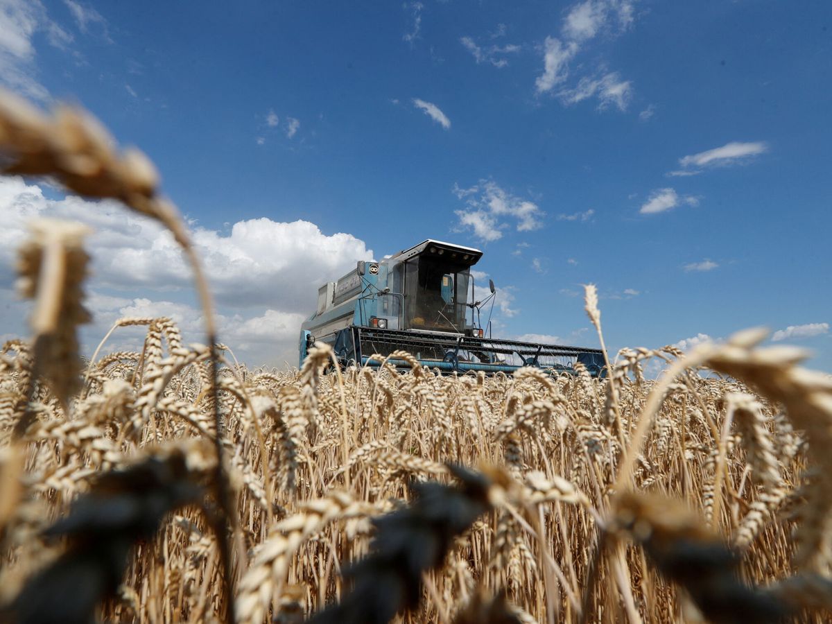Foto: Campos de trigo en Ucrania (Reuters)