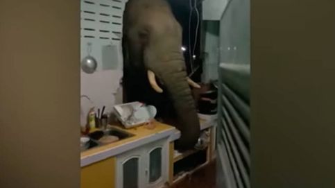 Un elefante derriba el muro de una casa para comerse el arroz de una familia