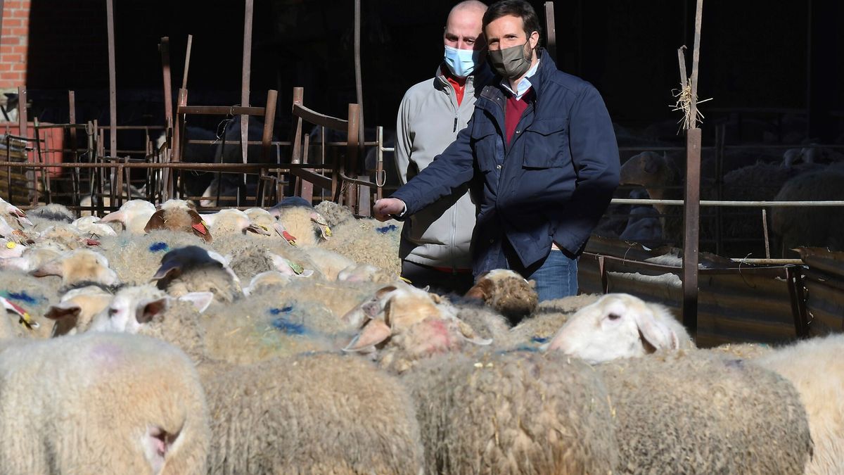La derecha se impone entre los ganaderos de Castilla y León: PP y Vox suman el 43% de apoyos