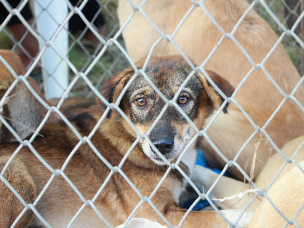 Foto: Detenida por dejar morir 12 perros y abandonar 18 más en una finca de Lloret de Mar(Pexel)