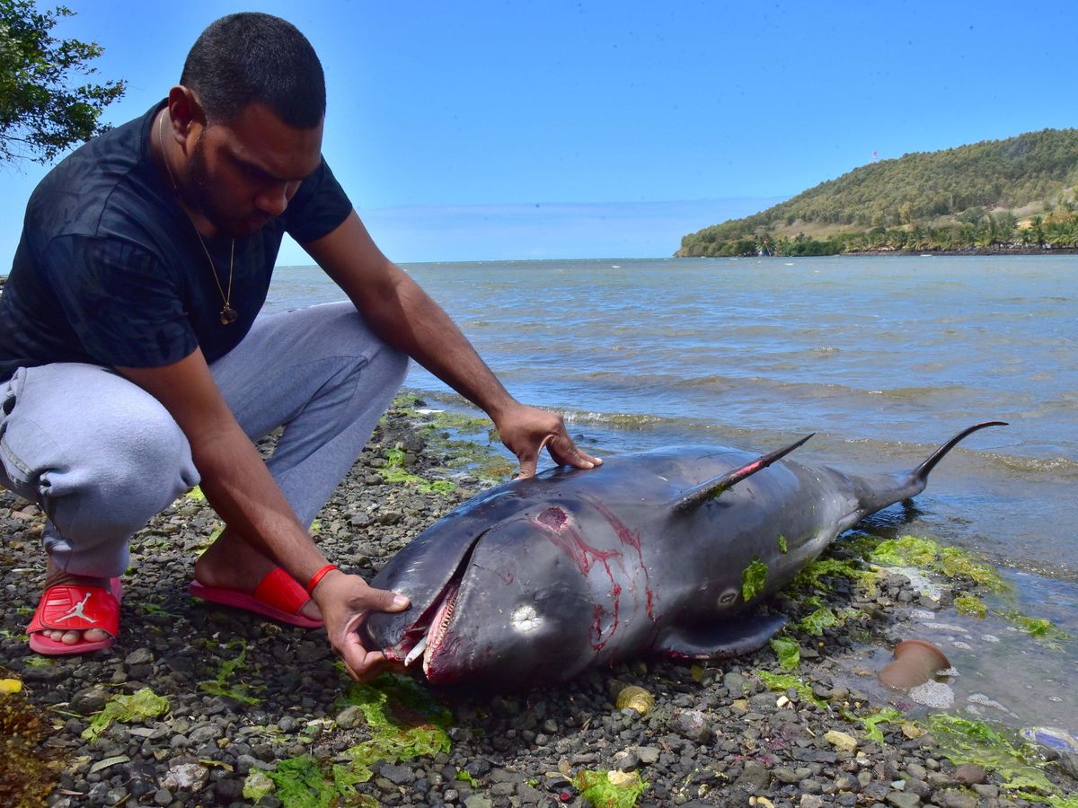 Foto: Un delfín fallecido en el lago de Mauricio. Foto: REUTERS Beekash Roopun L'Express 