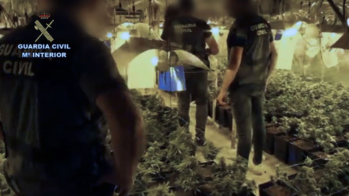 La Guardia Civil localiza 500 plantas de marihuana en una explotación minera