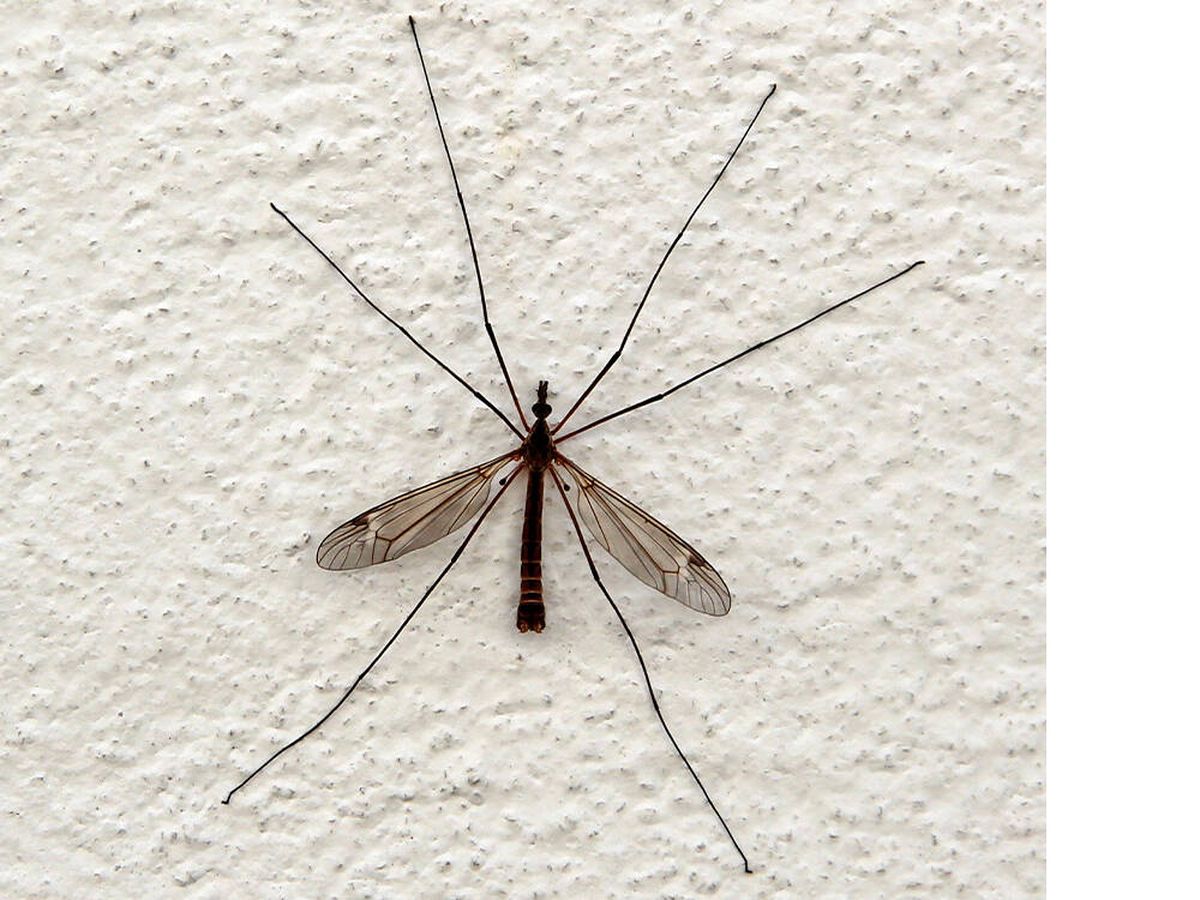 Foto: La importante diferencia entre mosquitos y típulas: unos pican y otros no (Twitter: @ilyatopper)