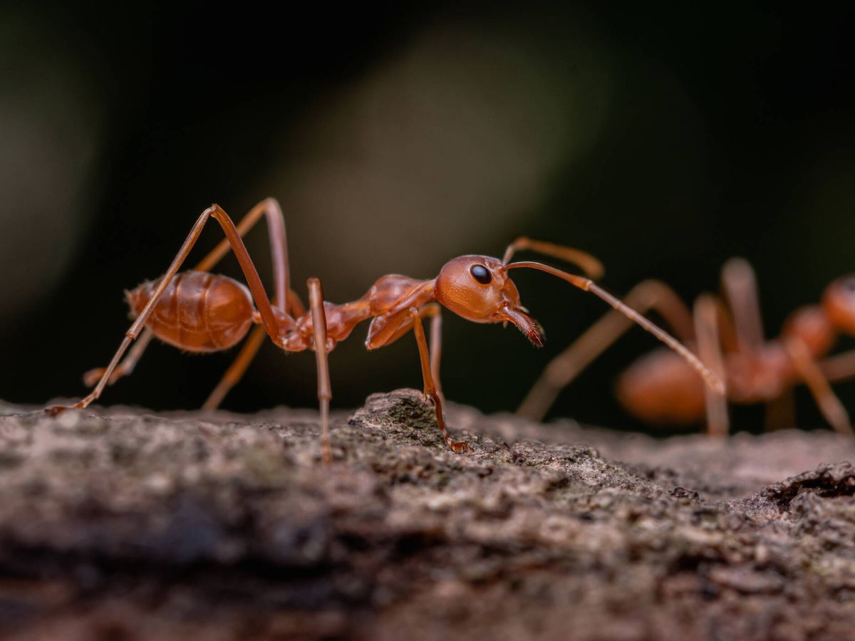 Foto: Las hormigas están presentes en todos los confines del planeta (iStock)