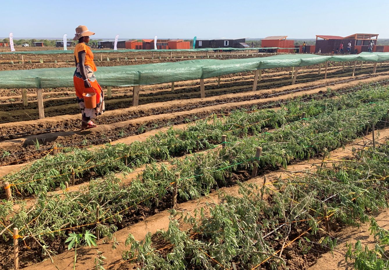 Plantación agrícola en Madagascar. Foto: Reuters