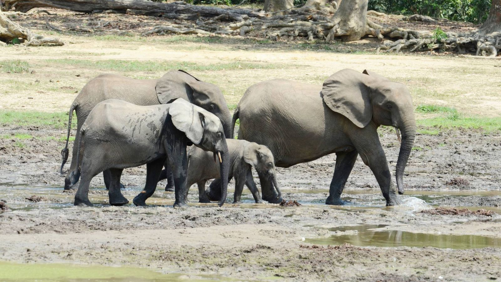 Foto: Elefantes de bosque. 