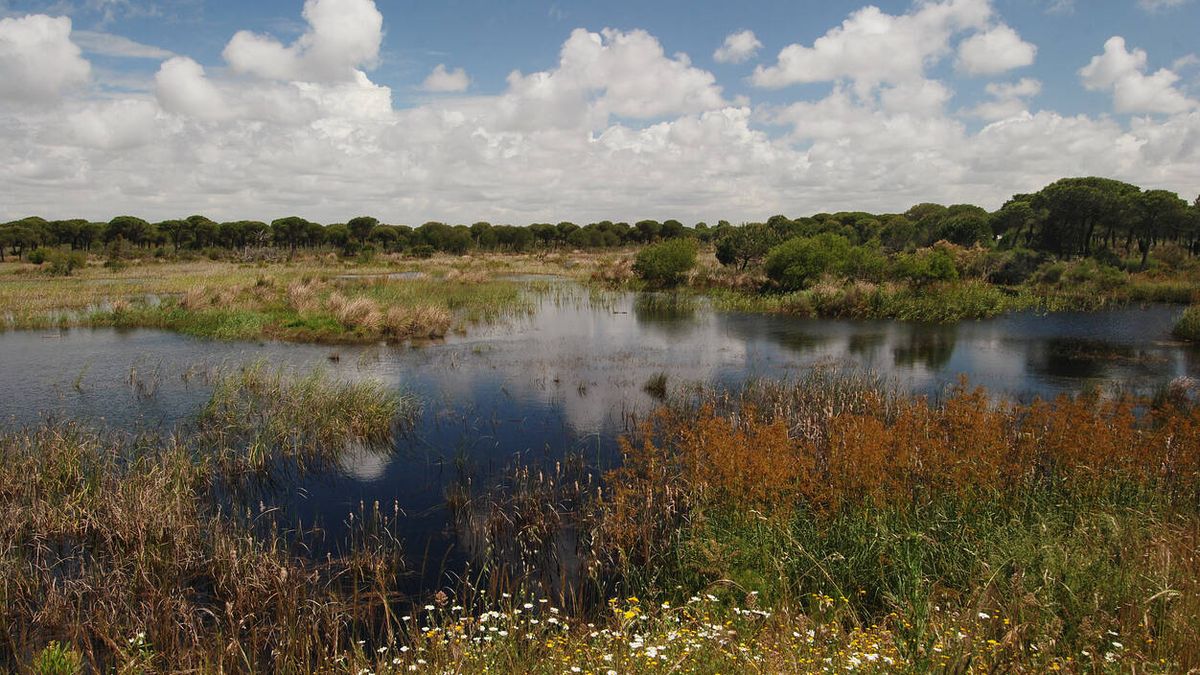 Los problemas del acuífero de Doñana: la mayoría de los sectores, en alerta