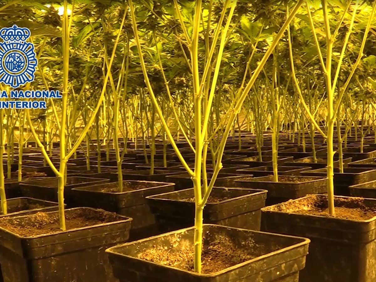 Foto: La Policía Nacional invernino un total de 102 plantas de marihuana