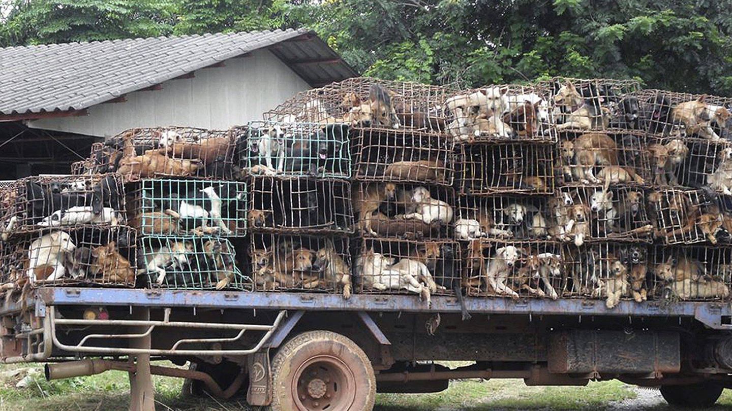 La capital de Vietnam intenta que sus habitantes de comer carne de perro