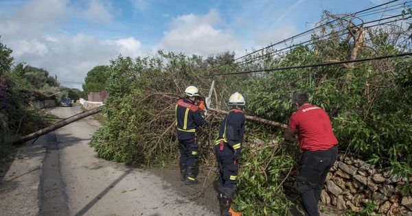 Foto: Efectivos del cuerpo de bomberos retiran un árbol caído en la zona de la urbanización La Argentina, municipio de Alaior en Menorca, tras el fuerte viento registrado este domingo. (EFE)