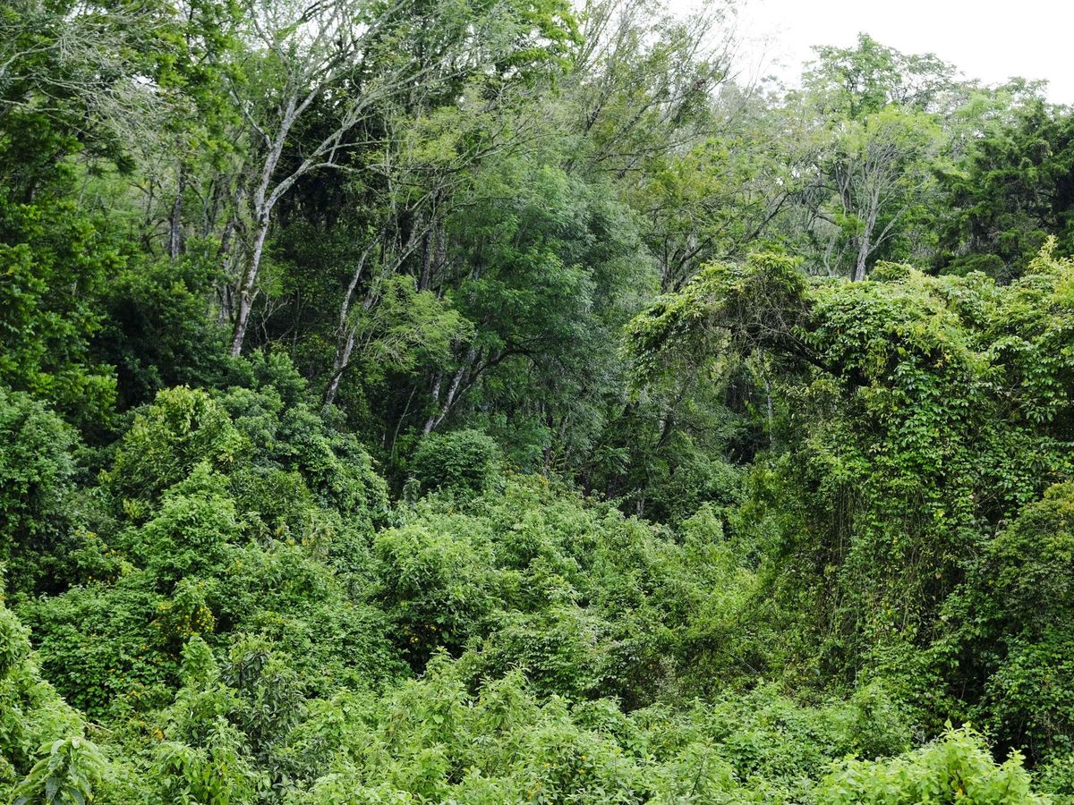 Foto: Vista de un bosque en la zona de la provincia de Cartago en San José (Costa Rica). Foto: EFE Jeffrey Arguedas