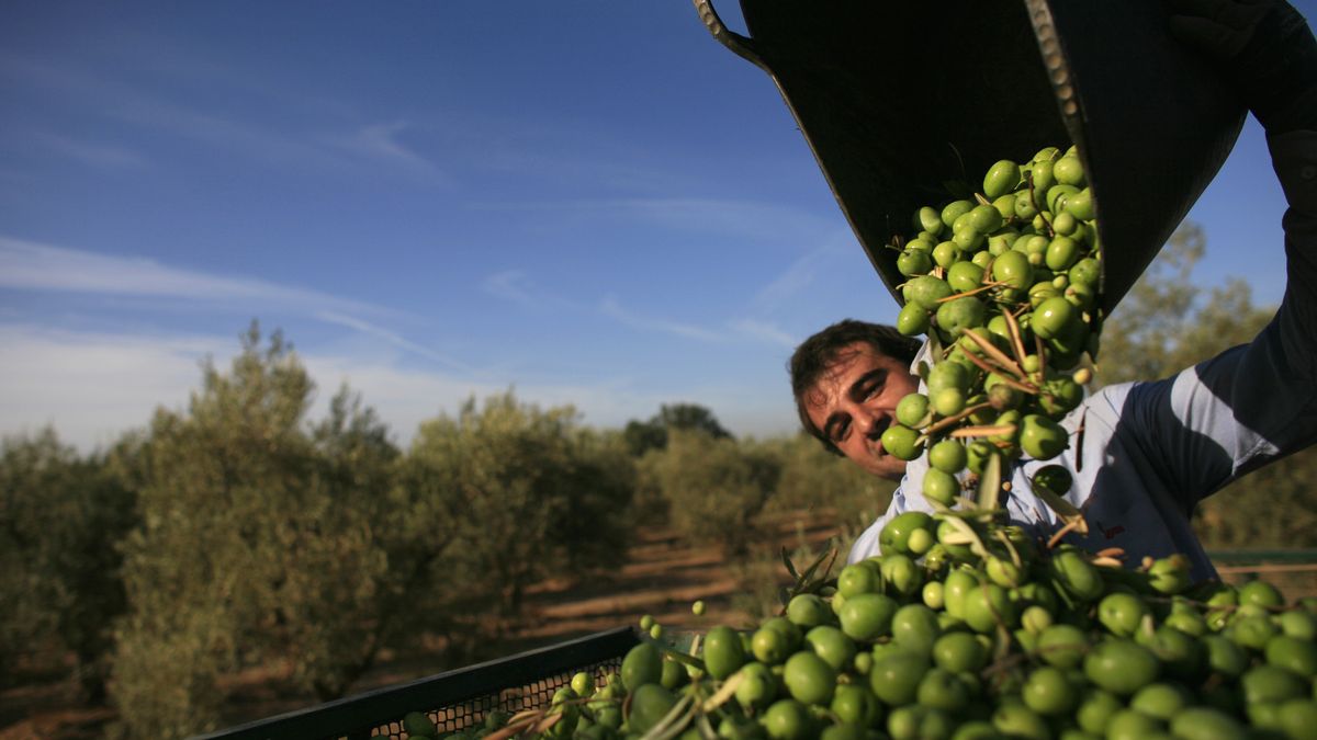 Agricultura ofrece Deoleo a inversores españoles antes que recurrir a la SEPI