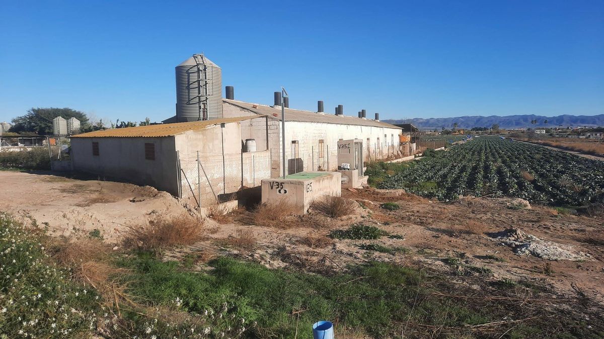 Viaje a 'porcilandia': la bomba de relojería que esconde el asalto ganadero de Lorca