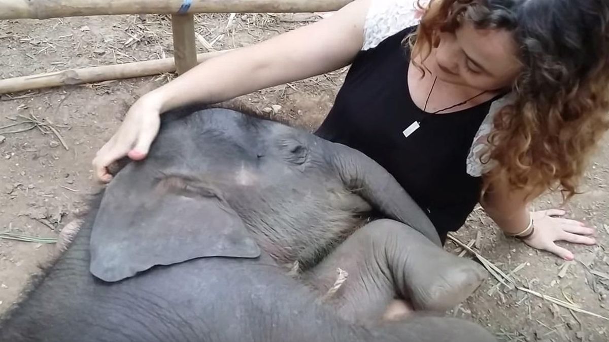 Duerme en sus rodillas a una cría de elefante cantándole una canción