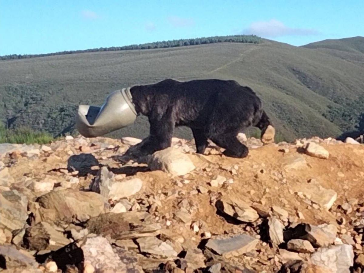 Foto: Un oso, atrapado en un barril de plástico en León: las terribles imágenes de su rescate. (Junta de Castilla y León)