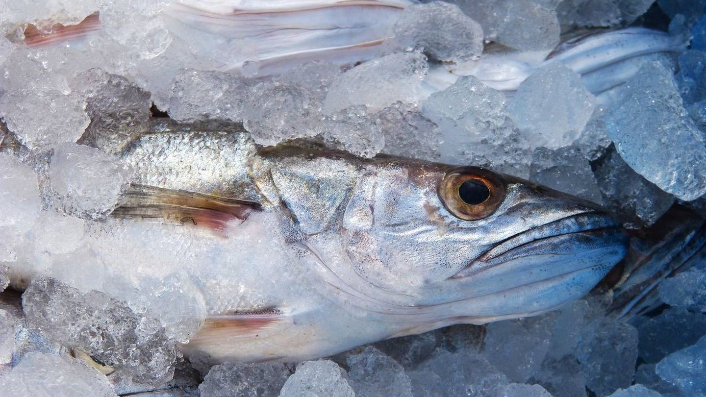 El pescado fresco jamás debe romper la cadena de frío.