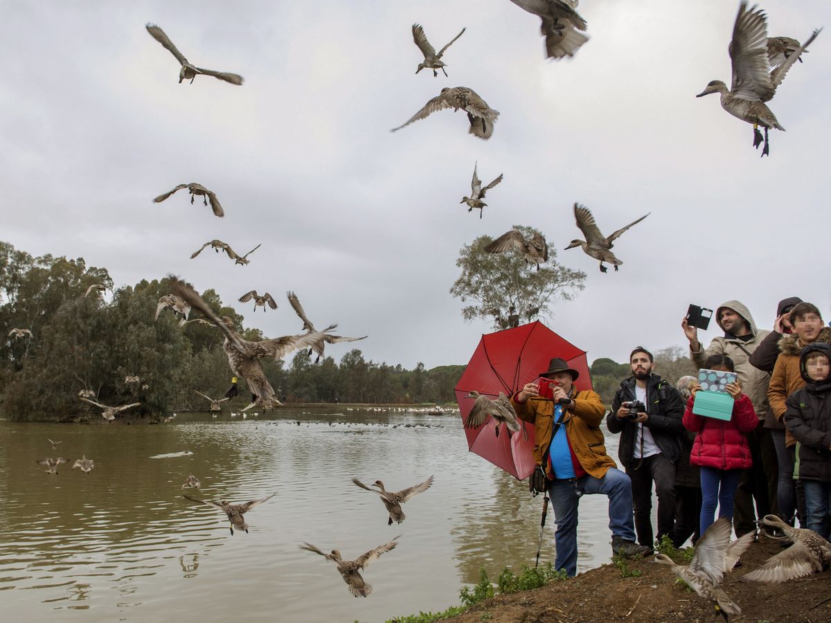 Foto: Suelta de aves en un humedal del entorno de Doñana. (EFE / Raúl Caro)