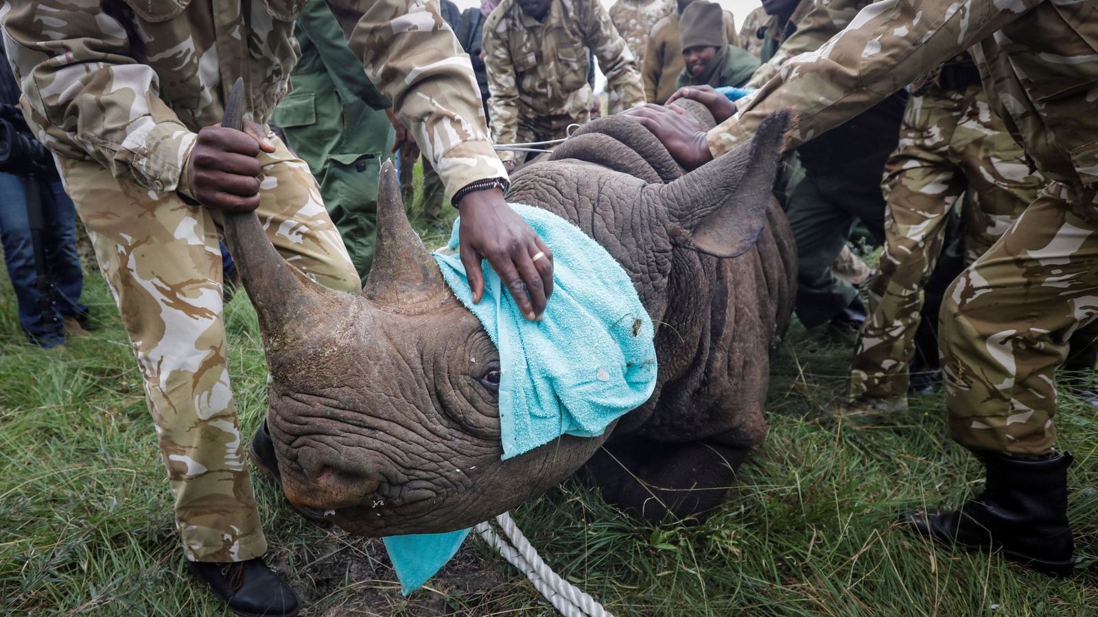 Foto: Los rinocerontes en Kenia también son perseguidos por los furtivos (EFE/Dai Kurokawa)