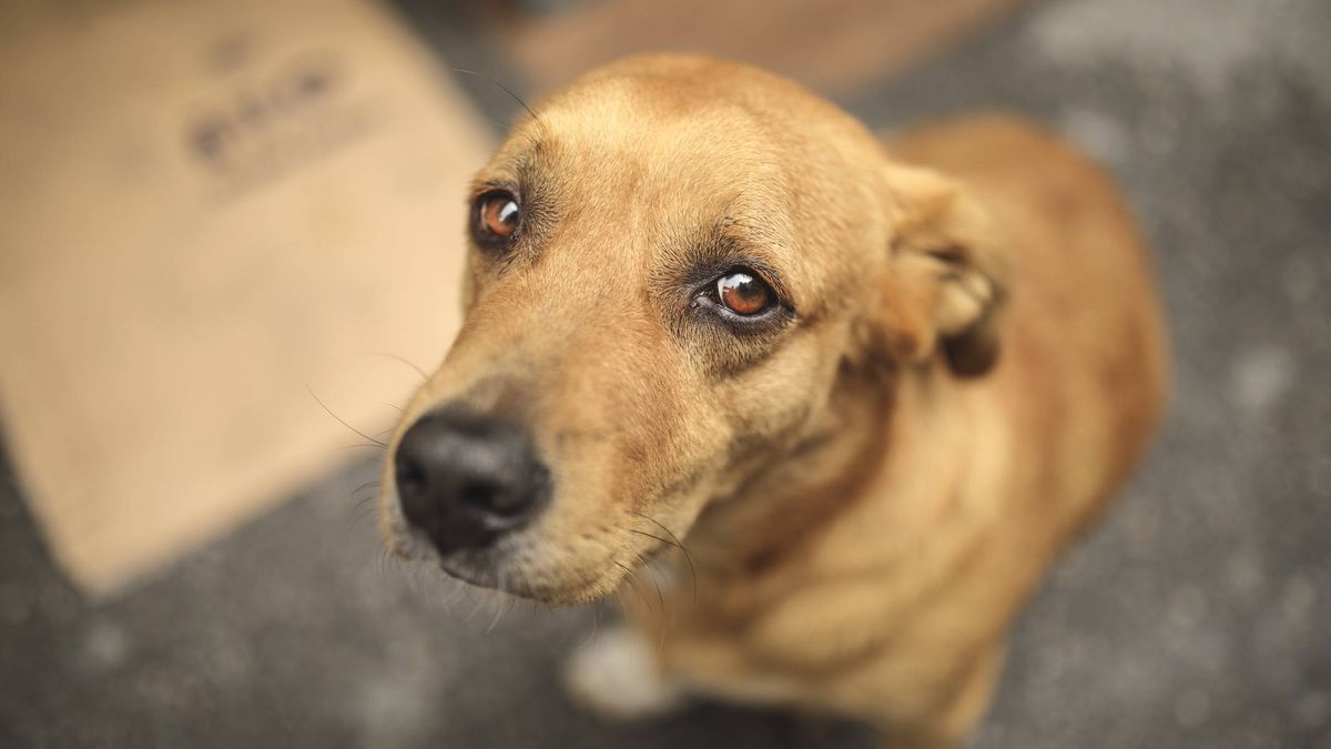 Decenas de perros son sacrificados en una localidad de Australia por miedo al covid 