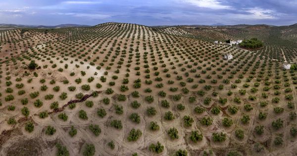 Foto: Extensiones de olivar en la provincia de Jaén. (EFE)