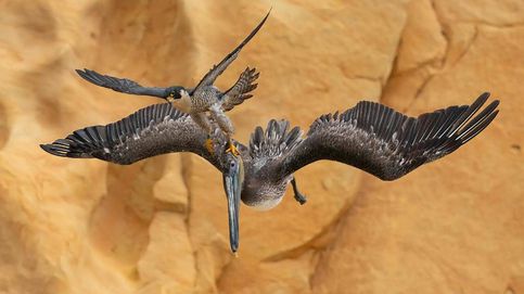 La fuerza del halcón peregrino protagoniza la mejor foto de aves del año