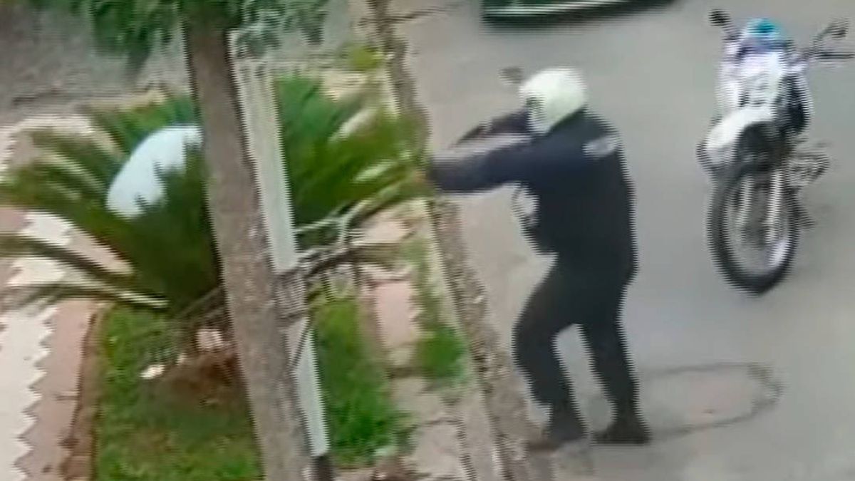 Vídeo | El movimiento más absurdo: un ladrón se esconde de la policía en una minipalmera