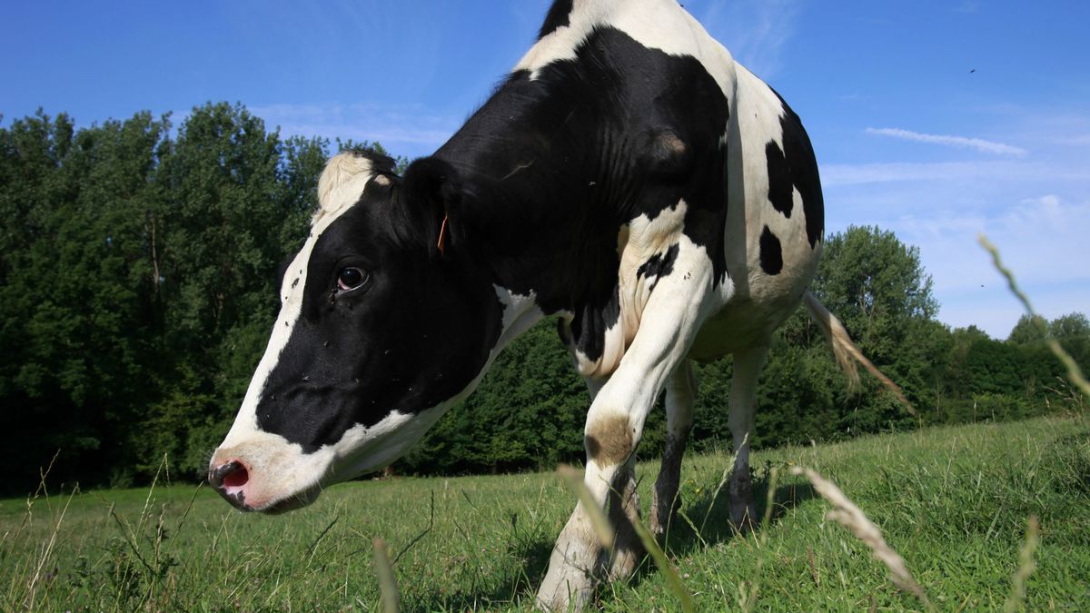 Vuelve el mal de las vacas locas: confirman un nuevo caso en un ejemplar de Escocia