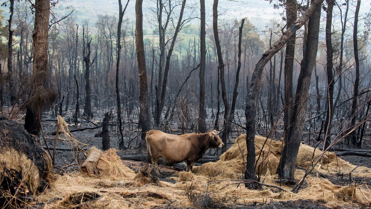 Más de 3.000 ganaderos gallegos se quedan sin pasto para sus vacas tras los incendios