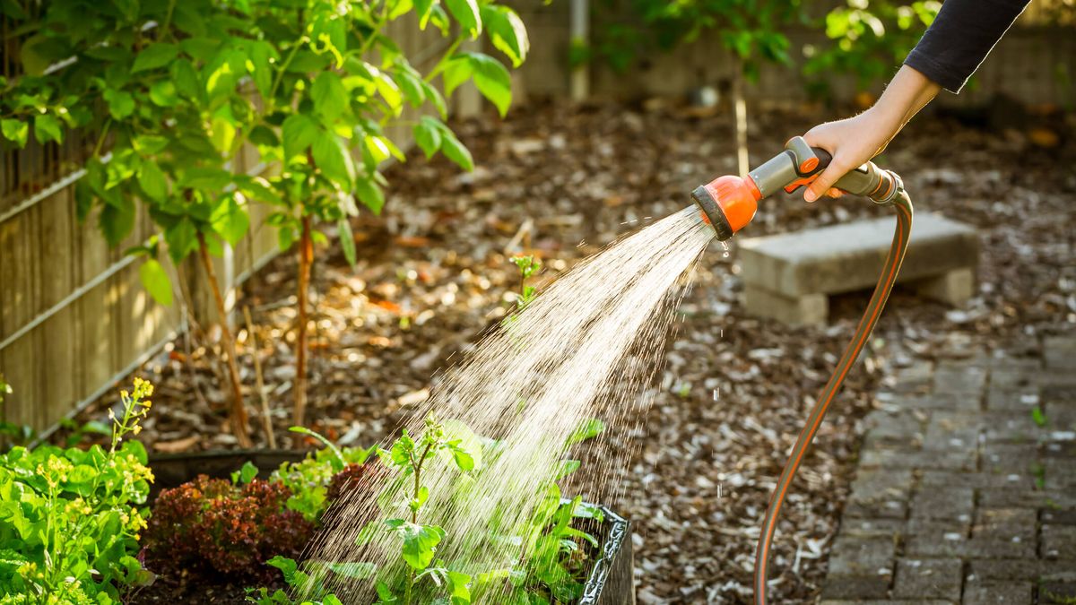 ¿Con qué frecuencia se debe regar el jardín? Las claves para cuidarlo correctamente