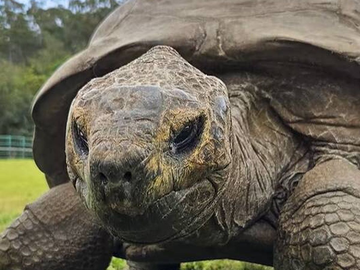 Análise de DNA de tartaruga de 194 anos revela genes ligados à longevidade extrema