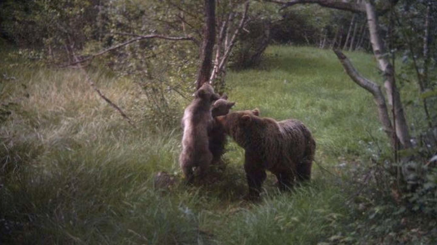 Hembra de oso pardo con sus oseznos en el Parque Natural del Alt Pirineu. (EFE)