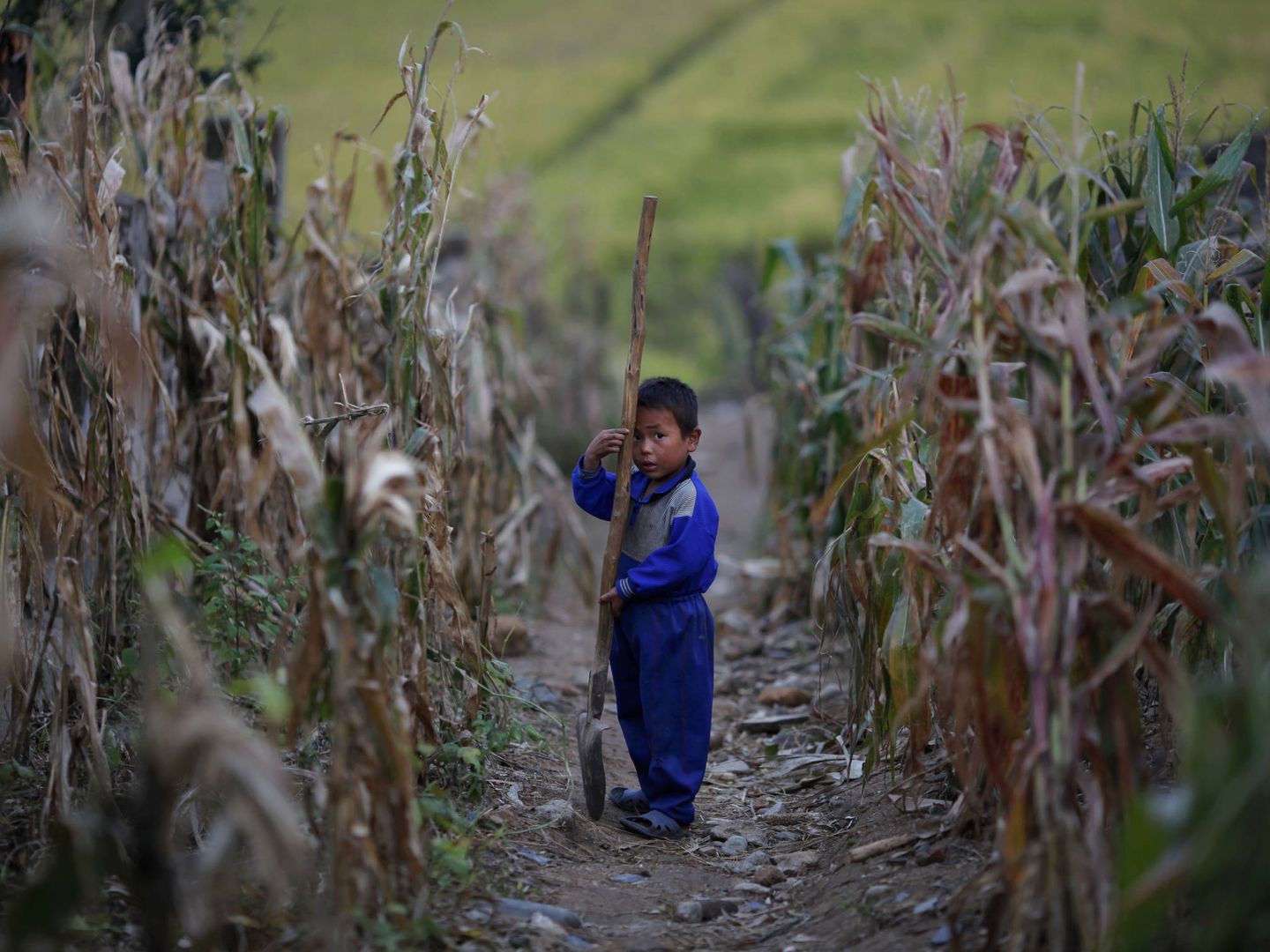 Un niño camina por un campo de maíz dañado por una inundación tras un tifón en la provincia de Hwanghae sur, en septiembre de 2011. (Reuters)
