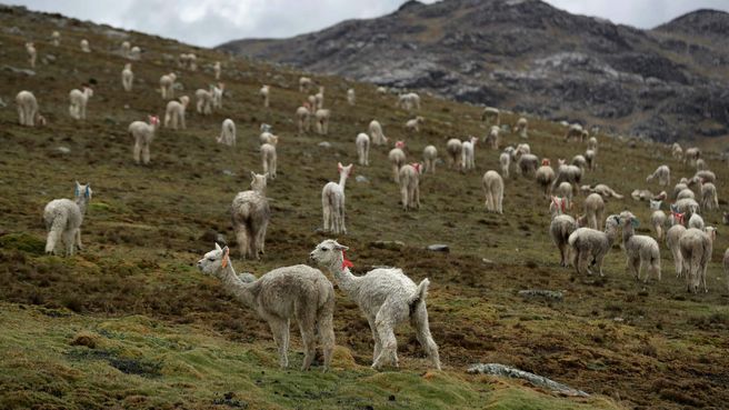 Foto de El cambio climático cambia el calendario agrícola andino