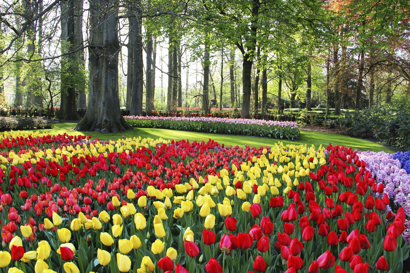 Foto: ¿Te imaginas kilómetros y kilómetros de tulipanes de todos los colores? (Fotos: Skyscanner)