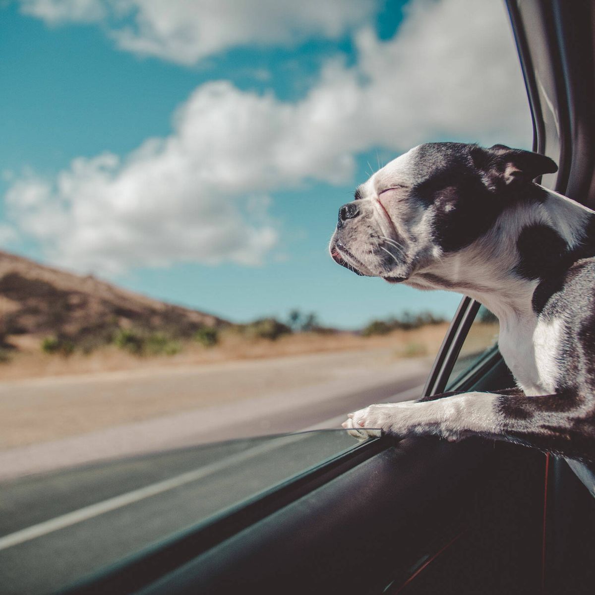 Cómo viajar con tu perro o gato en el coche y evitar multas de hasta 500  euros