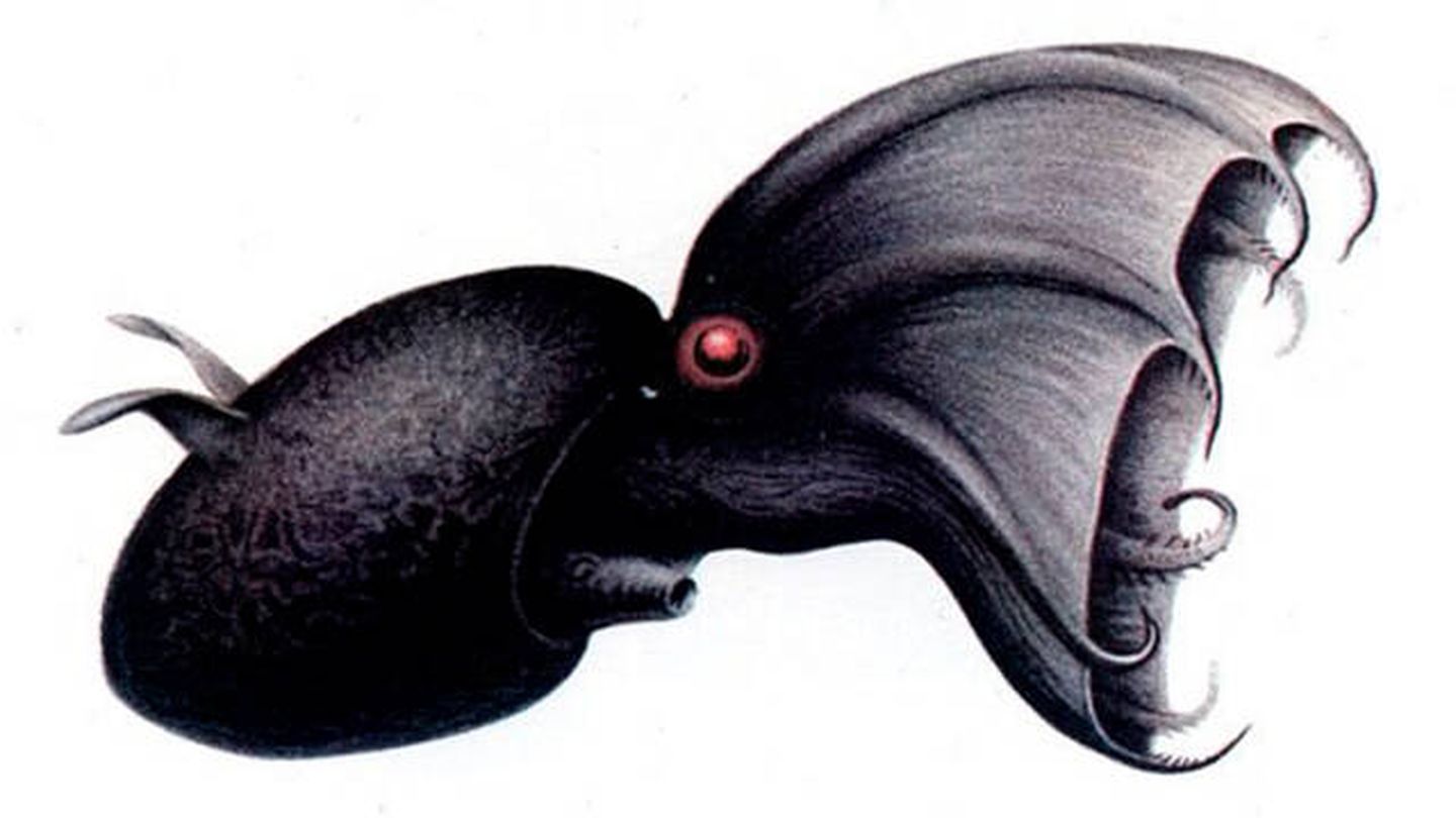 Representación de un ejemplar de 'vampyroteuthis infernalis' ()Nature Communications
