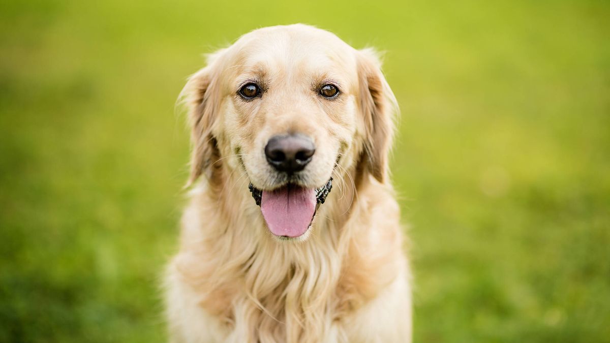 ¿Cuál es el origen de las 9 razas de perro más queridas? Esta es su historia