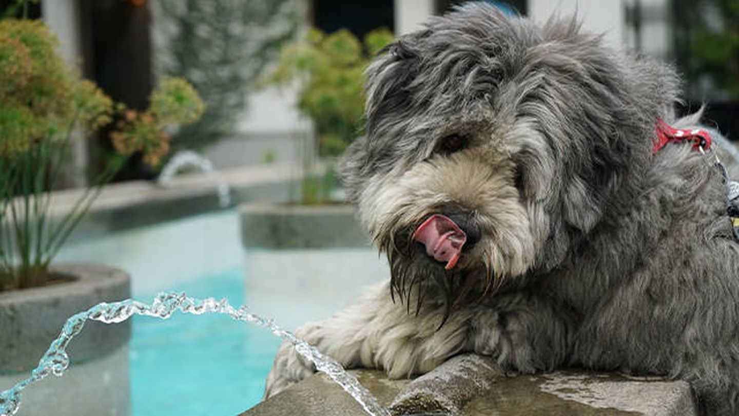 Es fundamental que el perro esté en todo momento hidratado (Unsplash/Anna Stampfli)