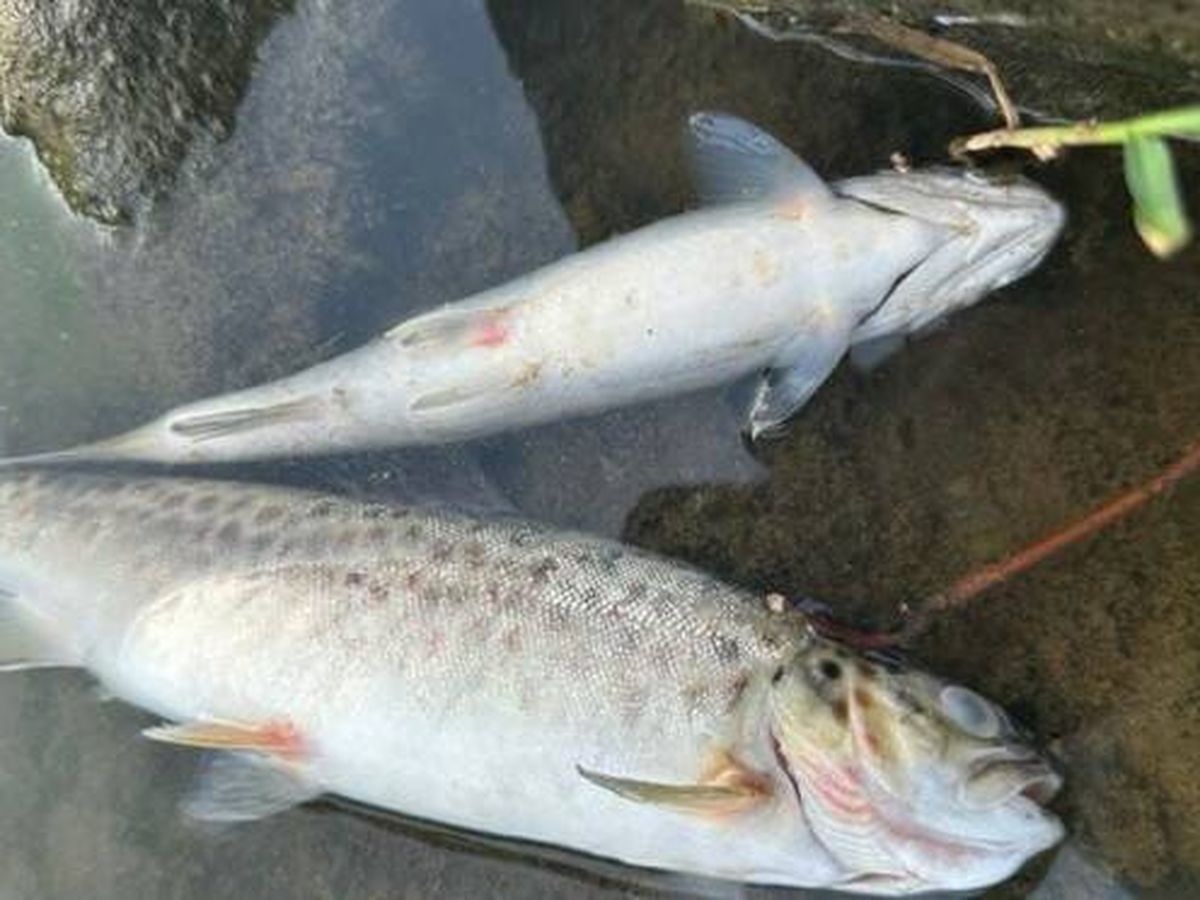 Foto: Varios peces muertos en el río Urumea, situado en San Sebastián. (Eguski)