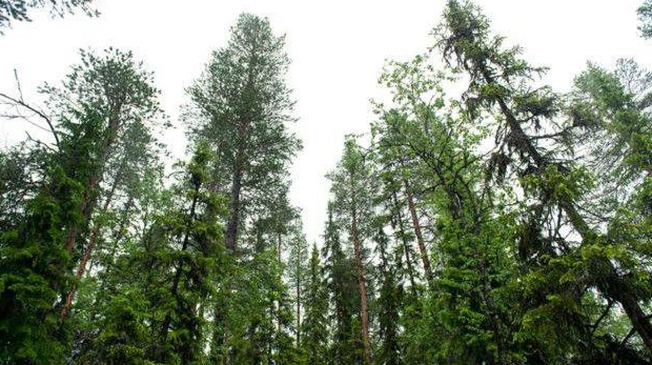 Vista del lodgepole, un tipo de árbol implantado en Escandinavia. (Wikimedia)