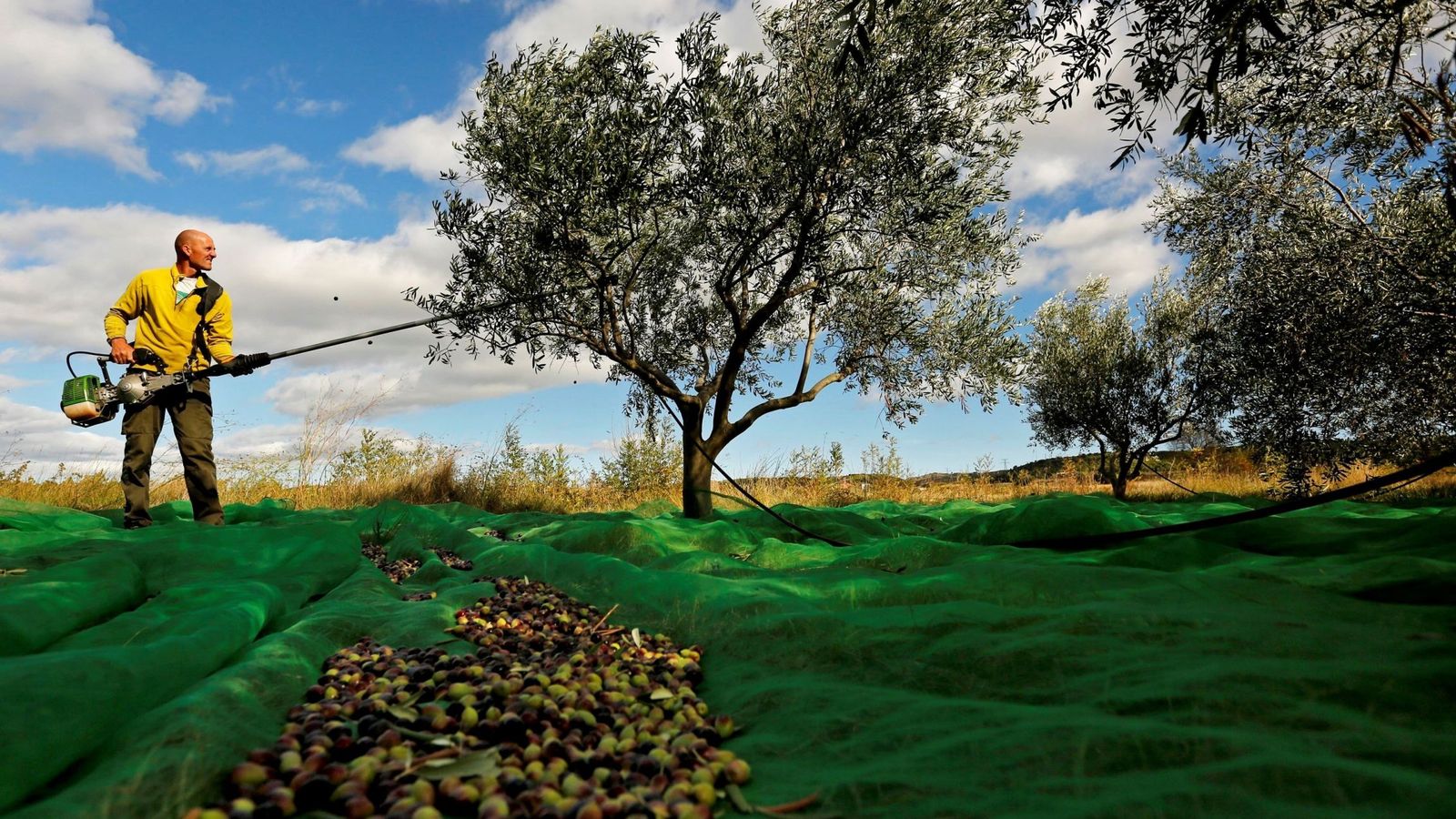 Foto: Un agricultor cosecha aceitunas para la producción de aceite de oliva. (EFE)