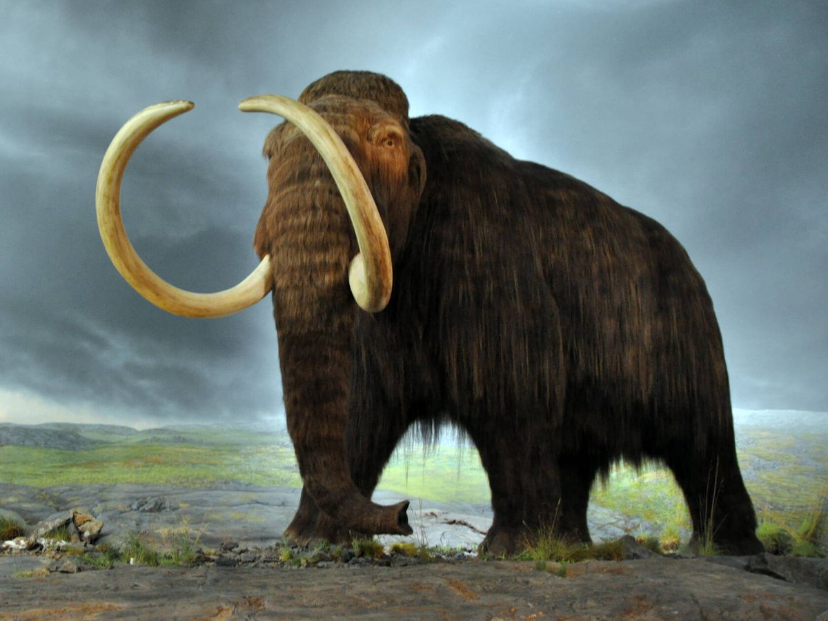 Foto: Así podría ser el mamut lanudo al que corresponden los huesos