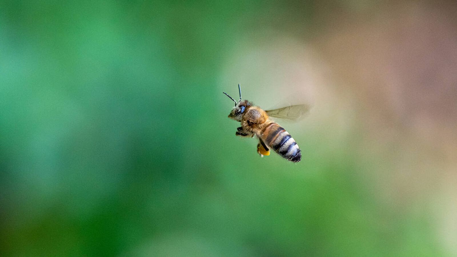 Así es una abeja común. Fuente: iStock.
