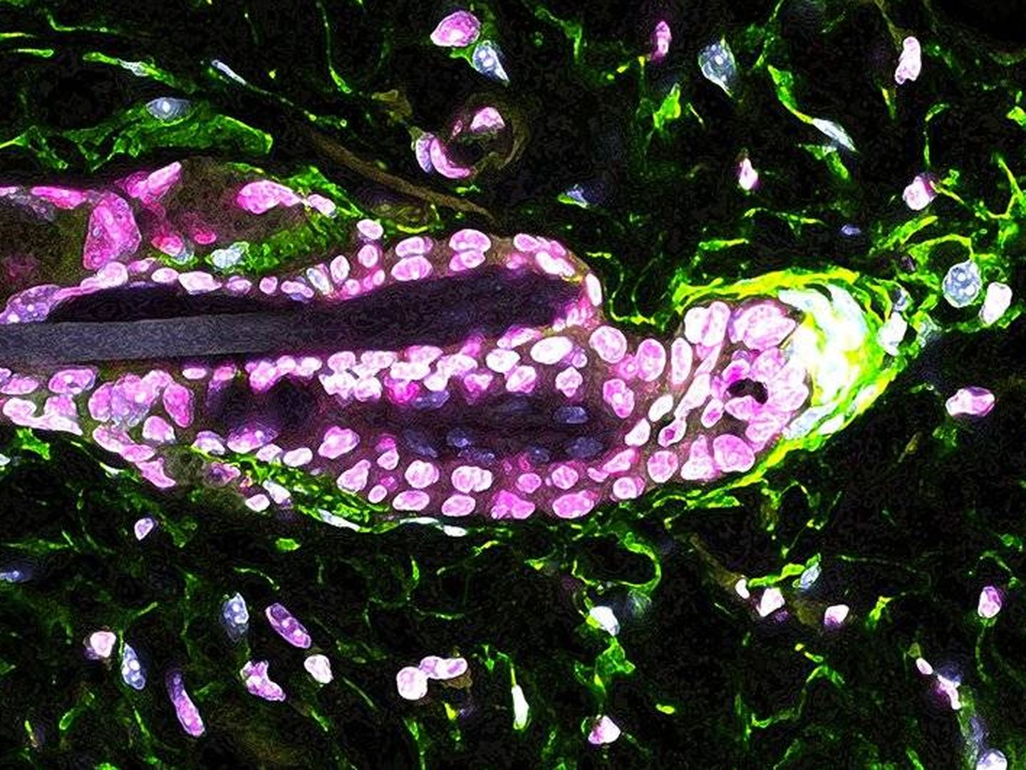 Las células de la papila dérmica (verde) producen la molécula GAS6 que activa las células madre del folículo piloso. (Laboratorio Hsu, Universidad de Harvard)