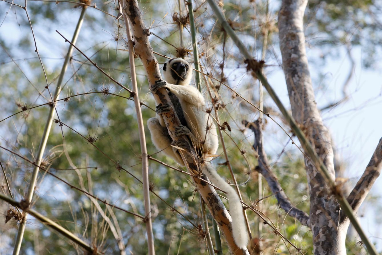 Un lemur sifaka de Verreaux, en Kirindy (Madagascar), en septiembre de 2019 (Reuters)
