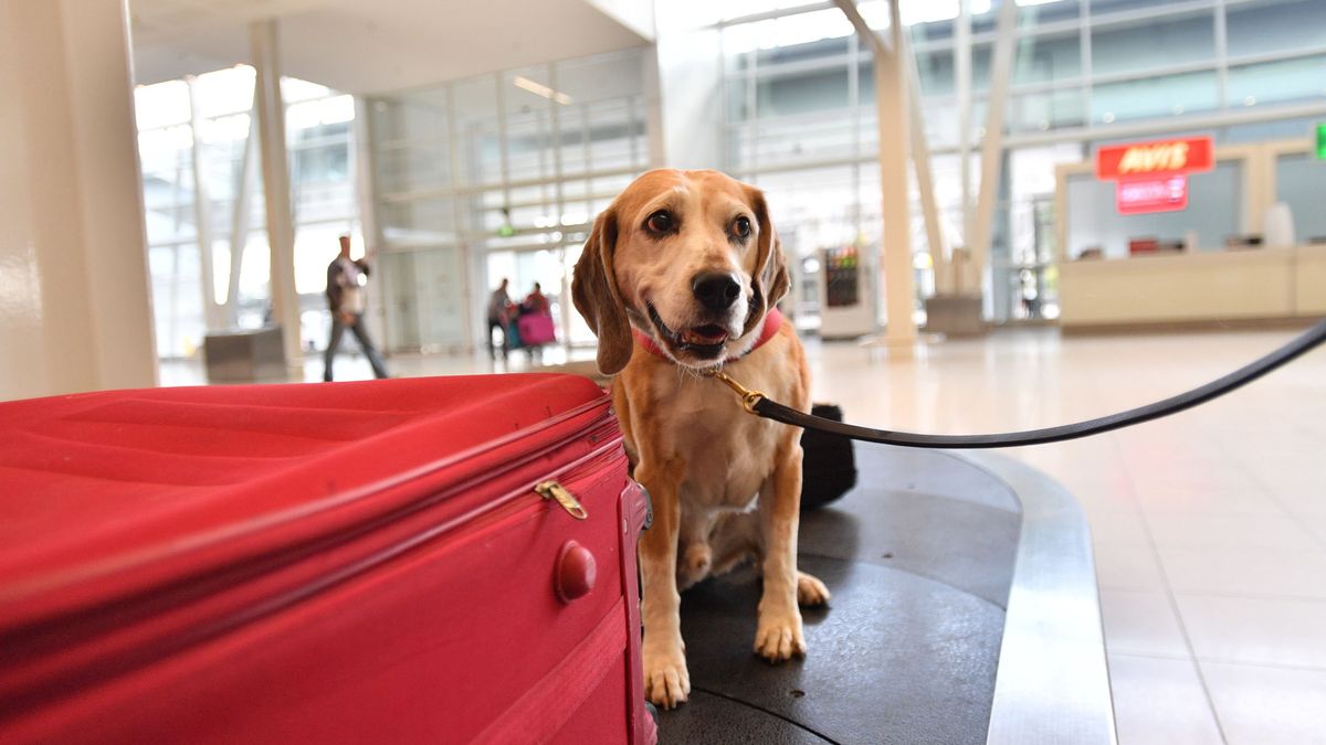 Encuentran un perro en un aeropuerto al pasar una mochila por los rayos X 